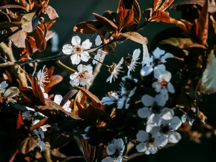 Glimmer Casino Mobilapp